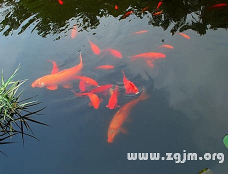 夢見水中有魚|夢見魚